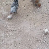 مرغ محلی ریشی  خوش رنگ داشتی