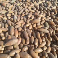 بلوط خوراک دام