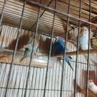 فنج خونگی ومرغ عشق