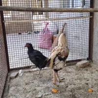 مرغ و خروس لاری و گلین|حیوانات مزرعه|تهران, افسریه شمالی|دیوار