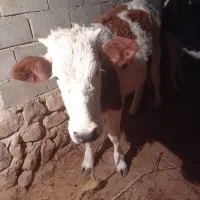 گوساله  سیمینتال شرابی اصیل