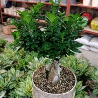 بنسای جنسینگ در مدل ها و سایز های متفاوت درگلوریا|گل و گیاه طبیعی|قم, پردیسان|دیوار