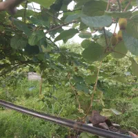 ۲۴۰۰متر باغ درشمال مازندران نشتارود کترا|فروش زمین و ملک کلنگی|نشتارود, |دیوار