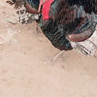 فروش بوقلمون نر محلی سرحال|حیوانات مزرعه|دهدشت, |دیوار