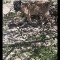 سرابی اصیل وشجره دار