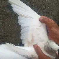 هفرنگ عتیقه|پرنده|نیشابور, ناسیونال|دیوار