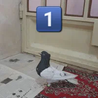 کبوتر رنگی و پلاکی عراق
