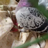 پرنده کبوتر