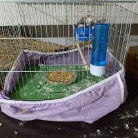 فنچ مولد سالم و زرنگ|پرنده|بهبهان, |دیوار