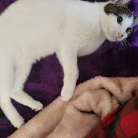 واگذاری گربه عقیم شده