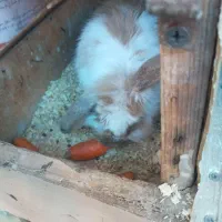 خرگوش لپ|موش و خرگوش|فلاورجان, |دیوار