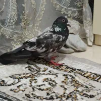 گمشده