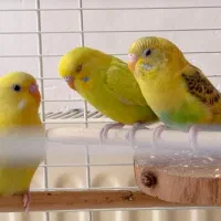 پرنده تزیینی|پرنده|اصفهان, باغ کاران|دیوار