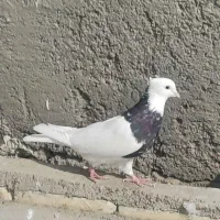 طوقی زرین سیاه نر|پرنده|باوی, |دیوار