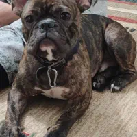 سگ فرنچ بولداگ|سگ|مشهد, آزادشهر|دیوار