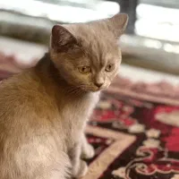 اسکاتیش فولد شناسنامه دار اصیل