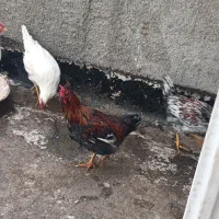 تعدادی مرغ و خروس