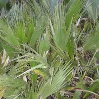 پالم  ریشه پر