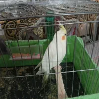 عروس هلندی مولد