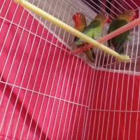 عروس هلندی سیامون|پرنده|مشهد, اقبال|دیوار