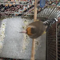 سهره گمشده|پرنده|شیراز, سعدیه شمالی|دیوار