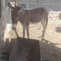 کره خر، نر