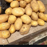 سرکارگر کار کشاورزی