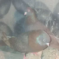 کبوتر|پرنده|میاندوآب, |دیوار