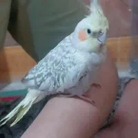 عروس هلندی شیطون قیمت توافقی|پرنده|لنده, |دیوار