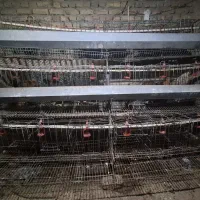 قفس مرغ تخمگذار