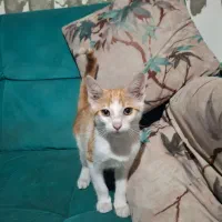 واگذاری  بچه گربه