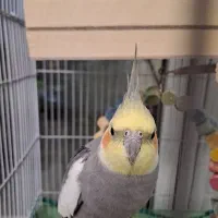 عروس هلندی|پرنده|تهران, شهید فکوری|دیوار