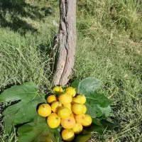 نهال انگور.سیب.زردآلو و مرکبات