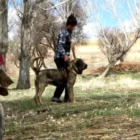 باسلام دوستان سگ عراقی