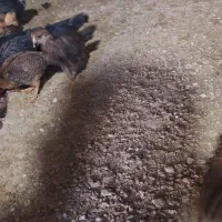 جوجه مرغ محلی ۴۰ روزه|حیوانات مزرعه|جم, |دیوار