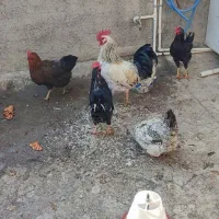 مرغ وخروس|حیوانات مزرعه|شهریار, رضی آباد بالا|دیوار