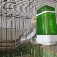 عروس هلندی نر نیمه دستی