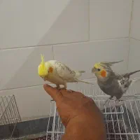 عروس هلندی به فروش میرسد