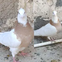 کبوتر،طوقی نسل درجه یک،دونه ای ۷۰۰روهم