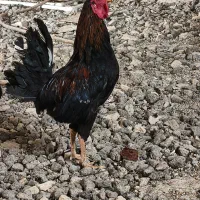 خروس در حمیدیه...