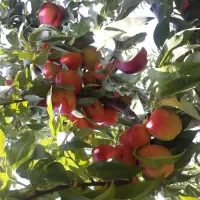 ۱۰۰۰متر زمین کشاورزی در روستا(باغ شلیل)