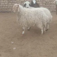 بره ماده