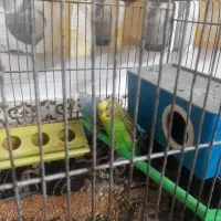 یک جفت مرغ عشق