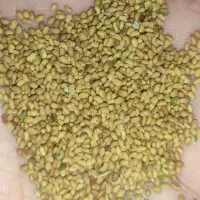 بذر یونجه محلی همدان تضمینی