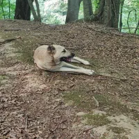 سگ نگهبان|سگ|رستمآباد, |دیوار