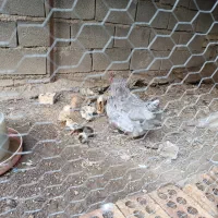 مرغ محلی طوس کاکلی با21جوجه محلی