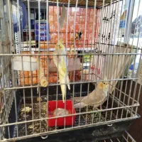 عروس هلندی|پرنده|کرج, عظیمیه|دیوار