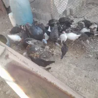 جوجه بوقلمون بالق