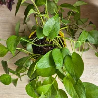 گلدان طبیعی سلامت و شاداب|گل و گیاه طبیعی|تهران, سهروردی|دیوار