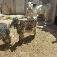 ۵ عدد کهره نر در